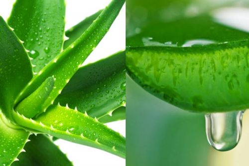Aloe Vera Extract