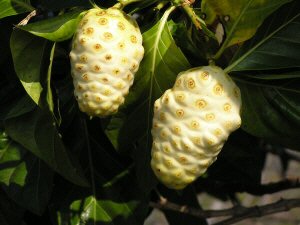 Noni Juice