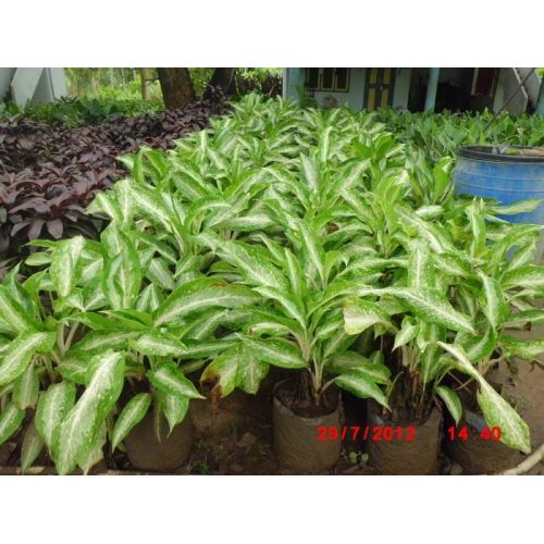 Aglaonema Plant