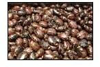Castor Seeds