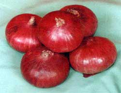 Fresh Red Onion