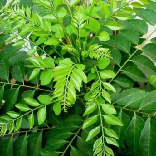 curry leaves