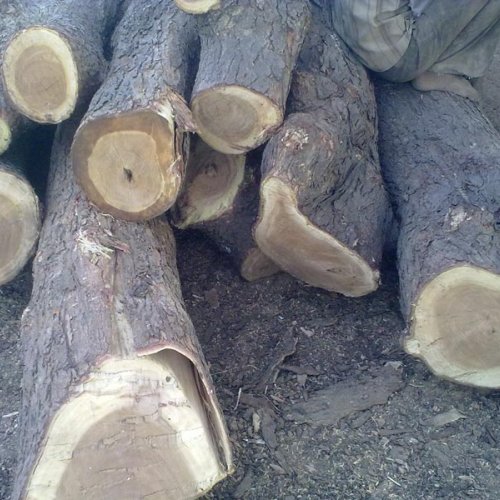 Neem Wood Logs