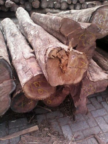 Teak Wood Logs
