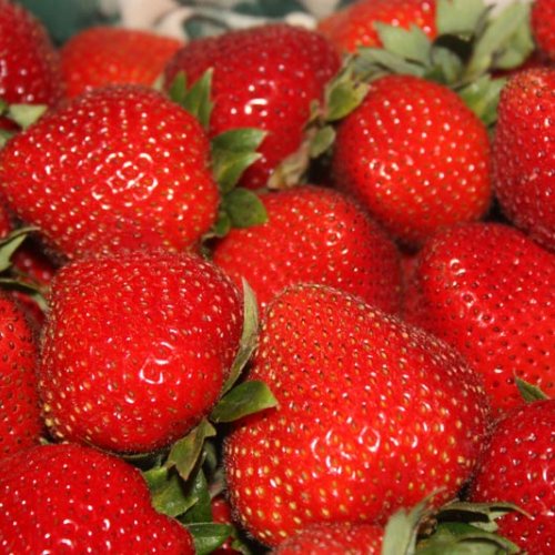 Fresh Strawberry