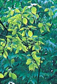 Herbal Extracts Manufacturers, Exporters, Traders
