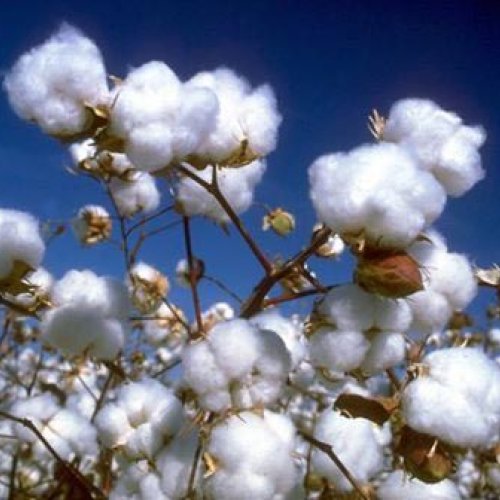 raw cotton