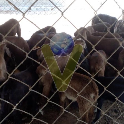 Livestock Farming Services