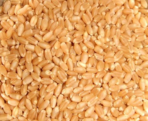 Organic Wheat Seeds