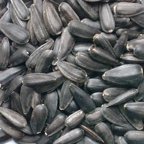 Black Sunflower Seeds