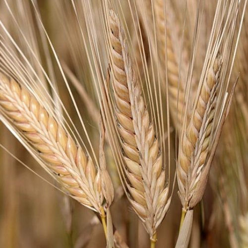 Indian Barley