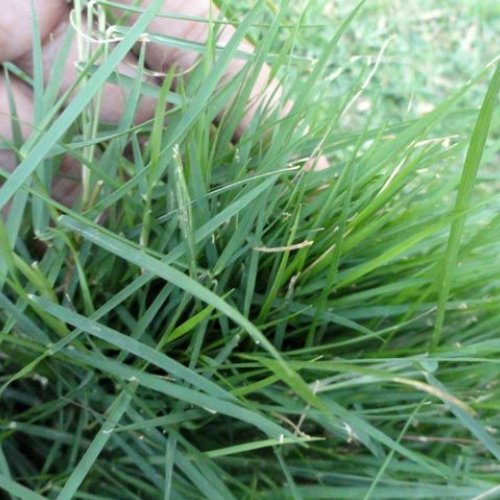 Grass Seeds