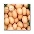 Chicken Eggs