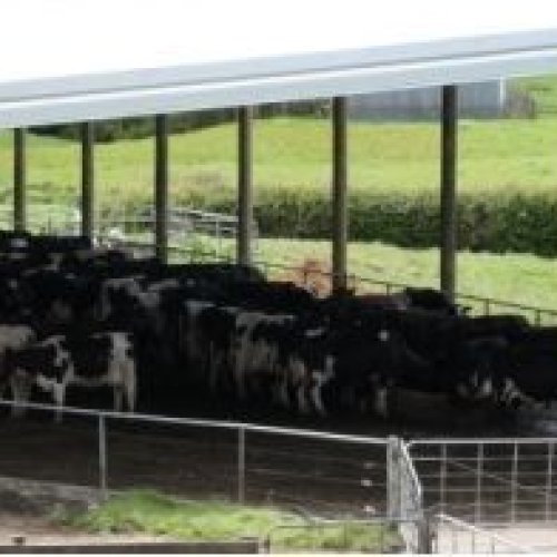 Cattle Sheds