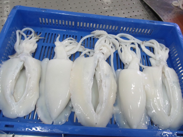 Frozen Cuttlefish