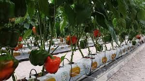 Coco Peat Grow Bag 01