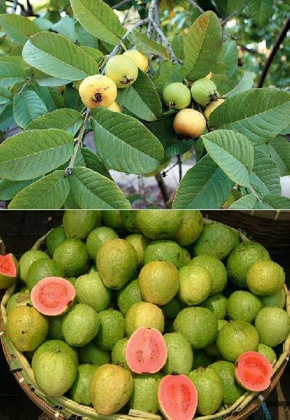 Lalit Guava Plants