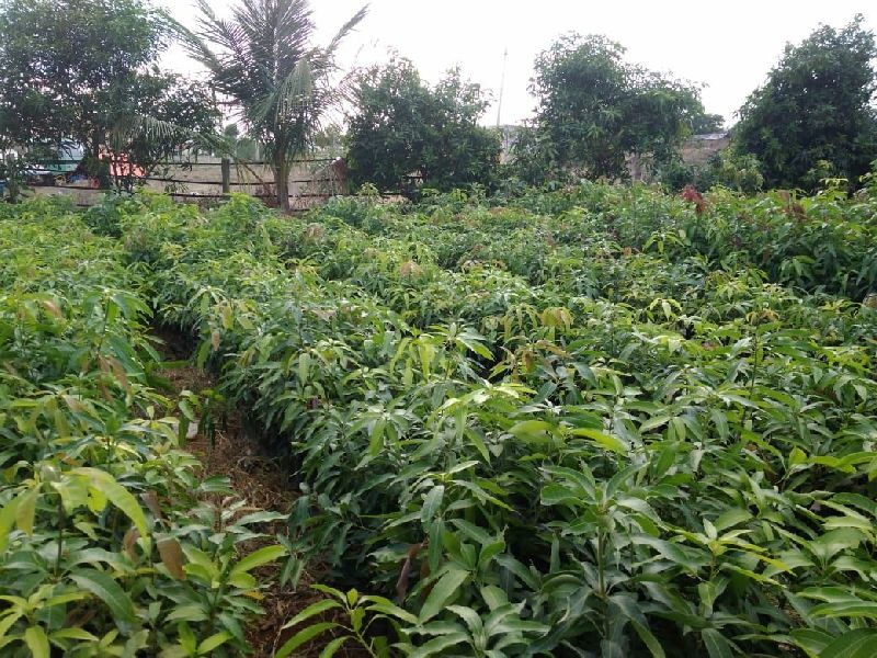 Nursery Mango Plants