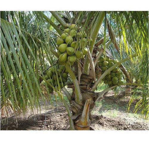 Organic Coconut Plants