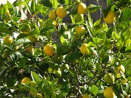 Organic Seedless Lemon Plants