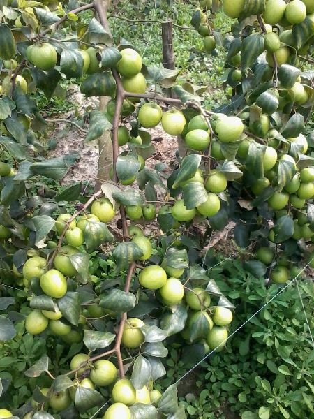 Thai Apple Ber Plants