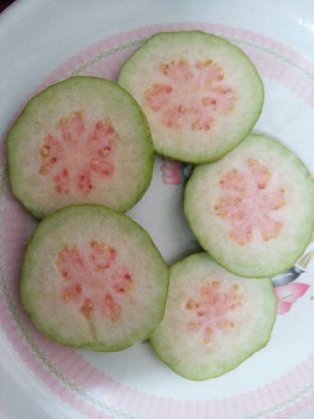 Thai Pink Guava Plants