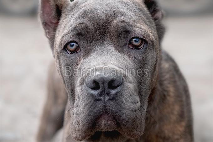 Cane Corso Dog Treaderbuy Cane Corso Dogs In Gorakhpur