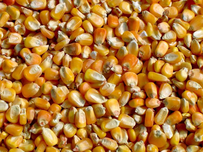 Yellow Corn Grain