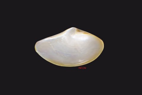 Raw Mother Of Pearl 03