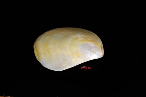 Raw Mother Of Pearl 04