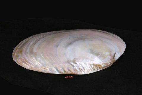 Raw Mother Of Pearl 06