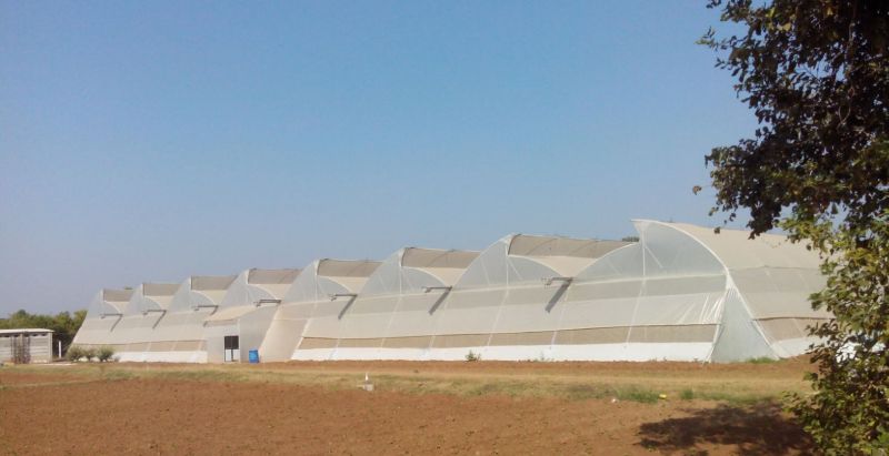 Naturally Ventilated Greenhouse 02