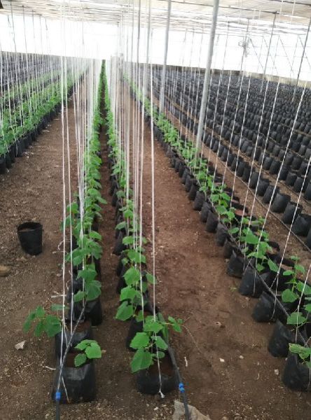 Naturally Ventilated Greenhouse 04