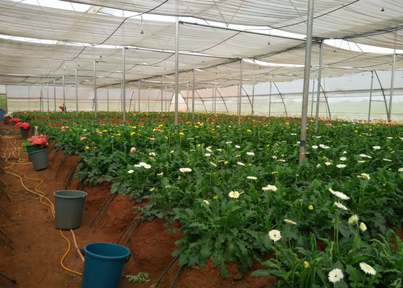 Naturally Ventilated Greenhouse 05