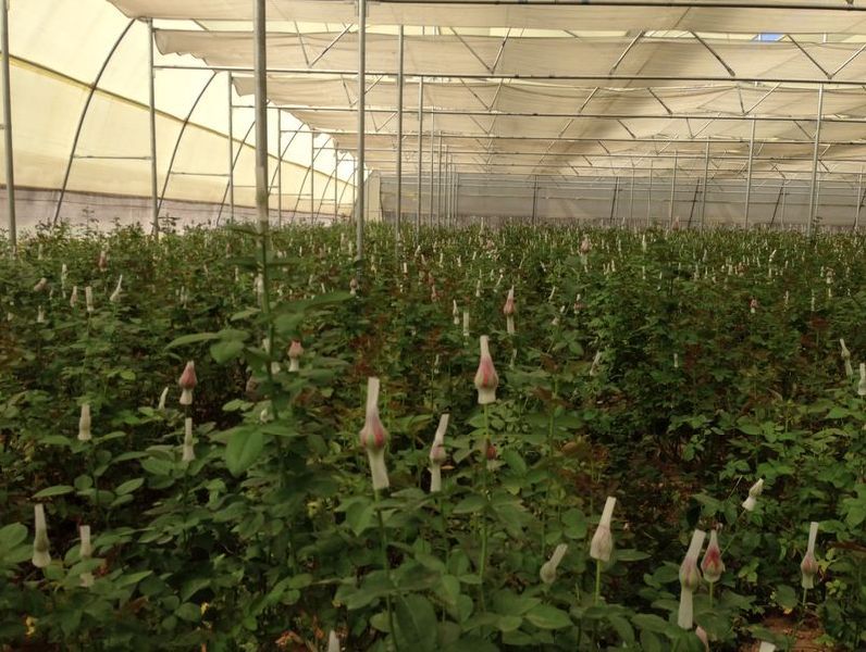 Naturally Ventilated Greenhouse 06