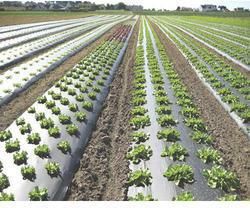 Mulching Sheets