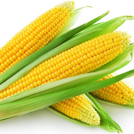 YELLOW MAIZE
