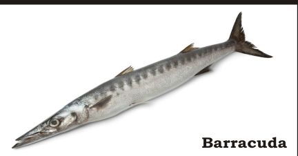 Fresh Barracuda Fish