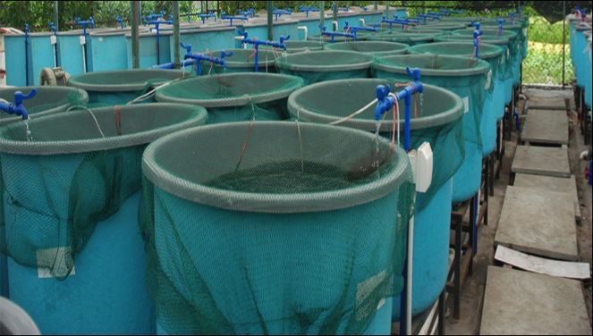 Aquaculture Shade Net