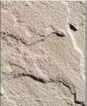 Beige Sandstones Slab