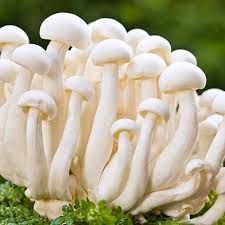 White Mushroom 04