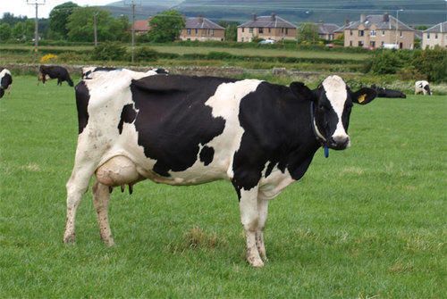 Holstein Friesian Cow 02