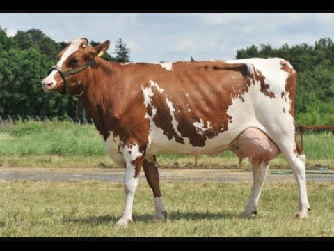 Holstein Friesian Cow 03