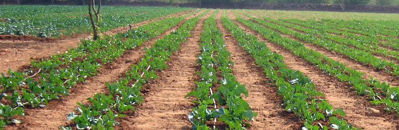 Agricultural Drip Irrigation