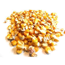 Raw Maize Cattle Feed
