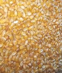 Yellow Maize Cattle Feed