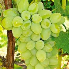 Fresh Sudhakar Green Grapes