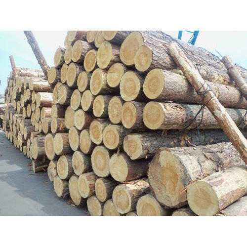 Babool Wood Logs