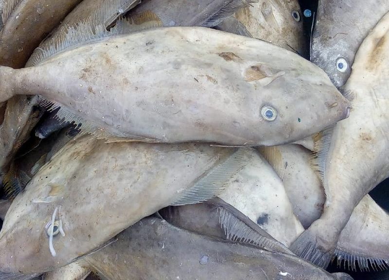 Leather Jacket Fish at Best Price in Gir Somnath | Soneri Marine Foods