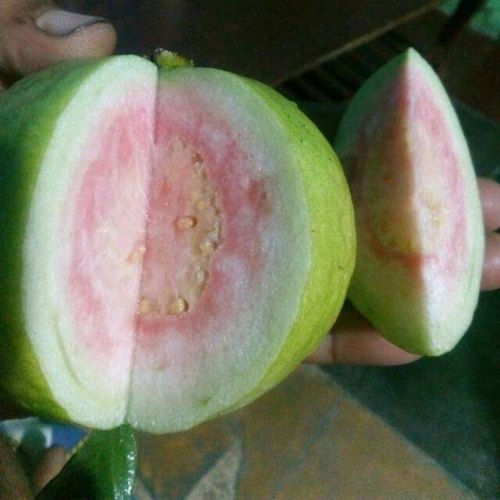 Taiwan Pink Guava Plant